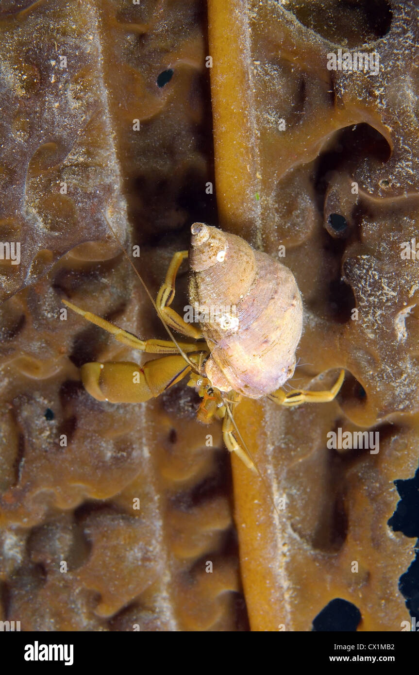 Middendorff`s hermit crab (Pagurus Middendorffii) Japan sea, Far East